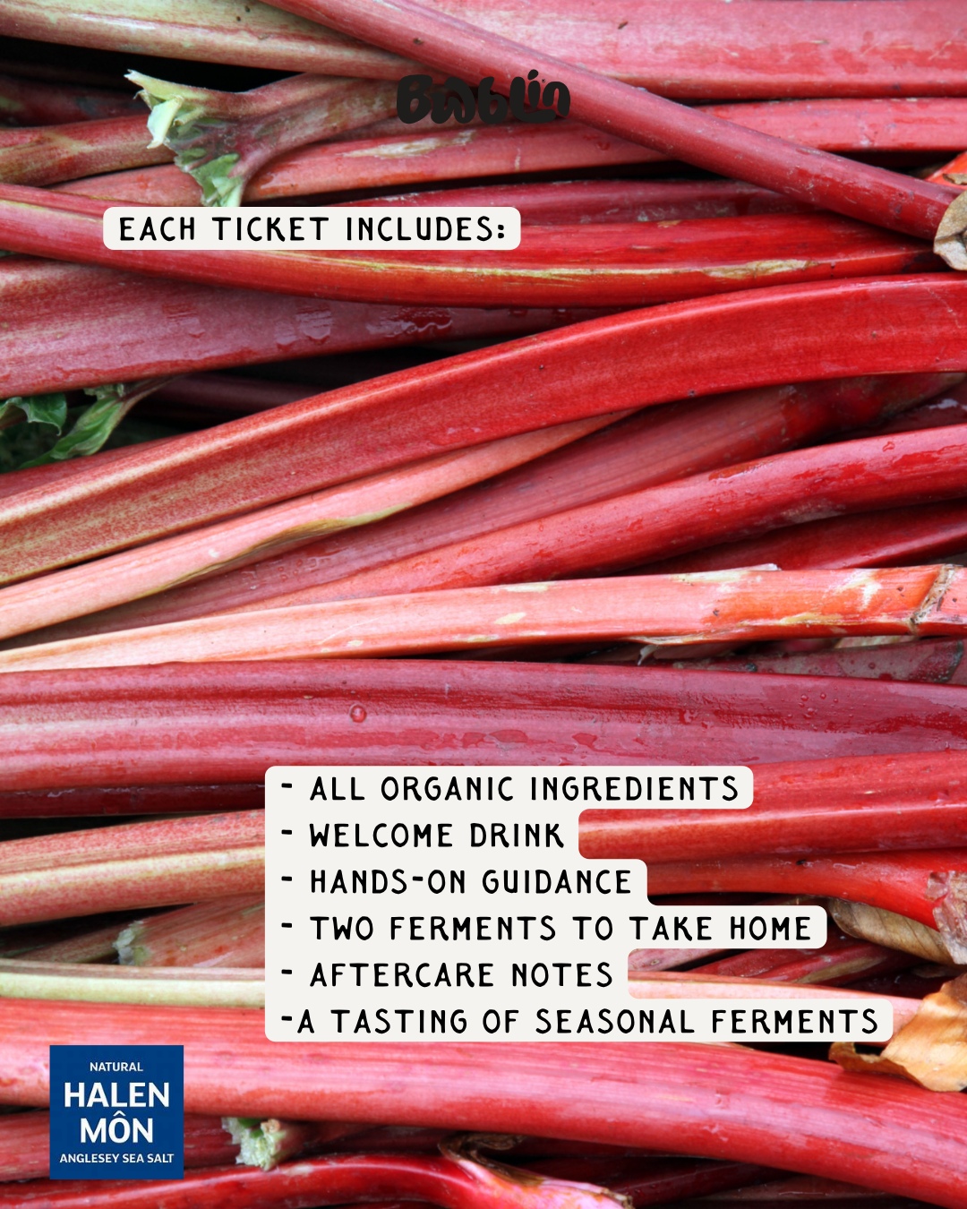 Seaweed Festival Workshop